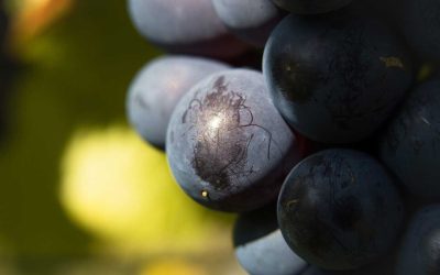 Descubriendo el Encanto de los Vinos de la Ribeira Sacra